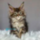 Maine Coon