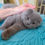 Thumbnail: 367 Alan (U) Scottish Fold shorthair male kitten