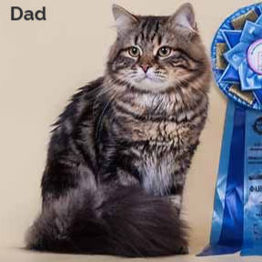Thumbnail: 195 Varya (R) Siberian female kitten