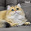 Thumbnail: 877 Casper (U) British longhair male kitten