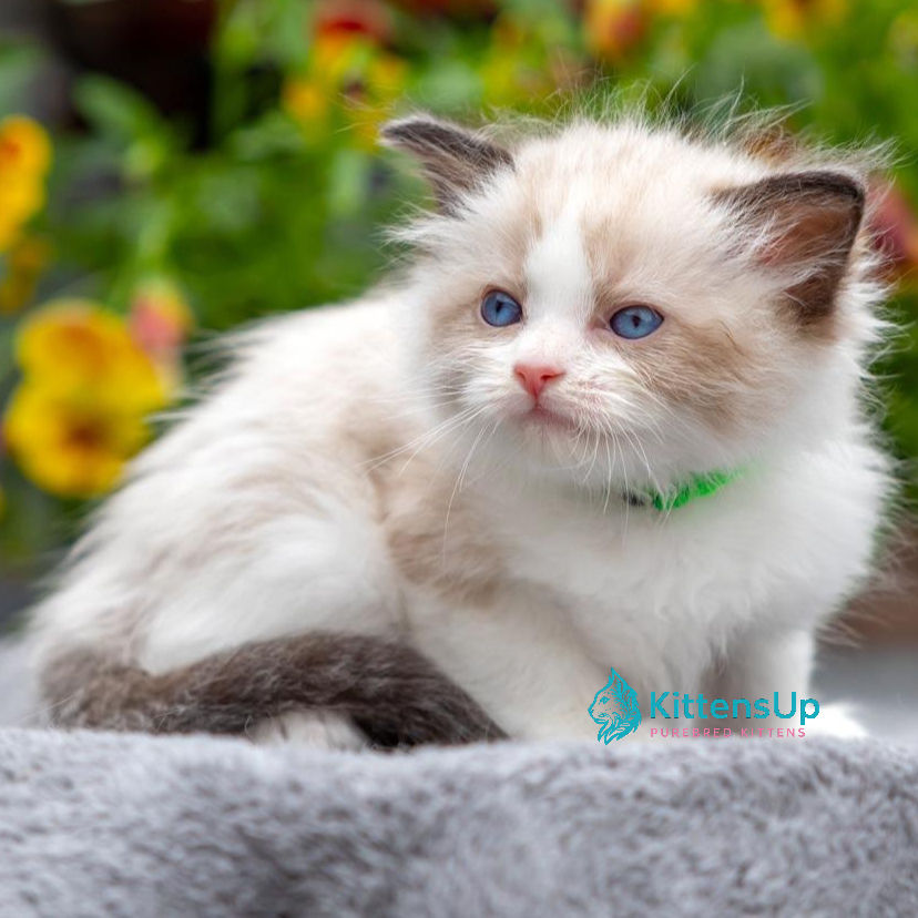 Ragdoll