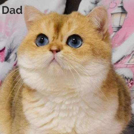 Thumbnail: British shorthair