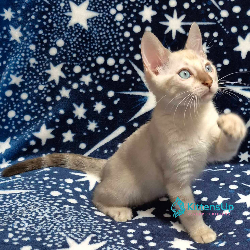 Bengal