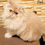 Thumbnail: 437 Veniamin (U) Persian longhair male kitten