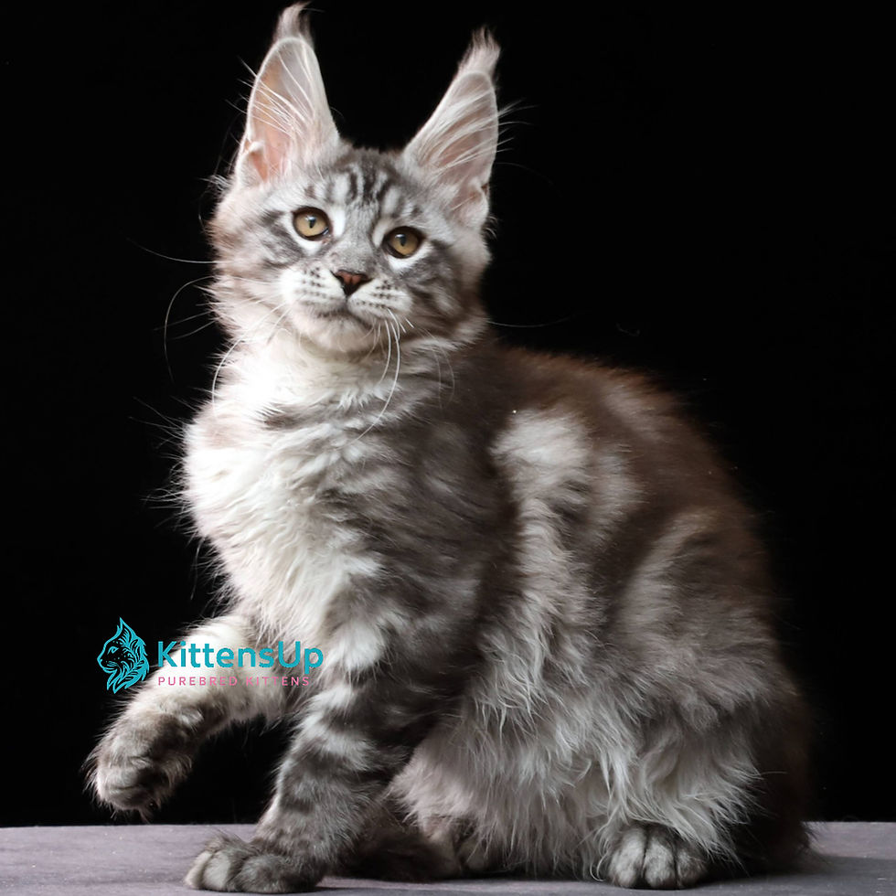 Maine Coon