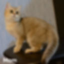 Thumbnail: British shorthair