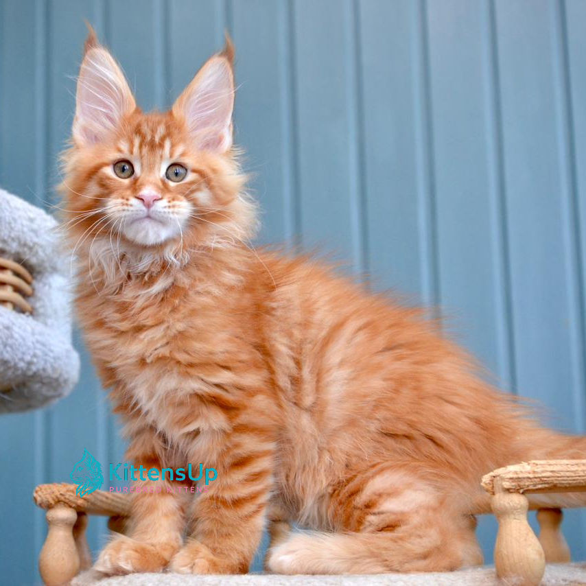 Thumbnail: 540 Willow (R) Maine Coon male kitten