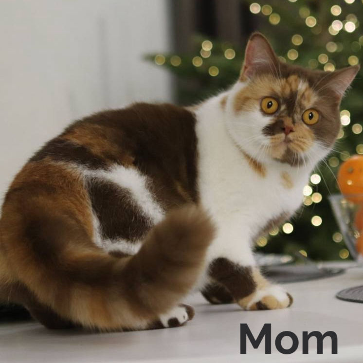 Thumbnail: 442 Harry (U) British longhair male kitten