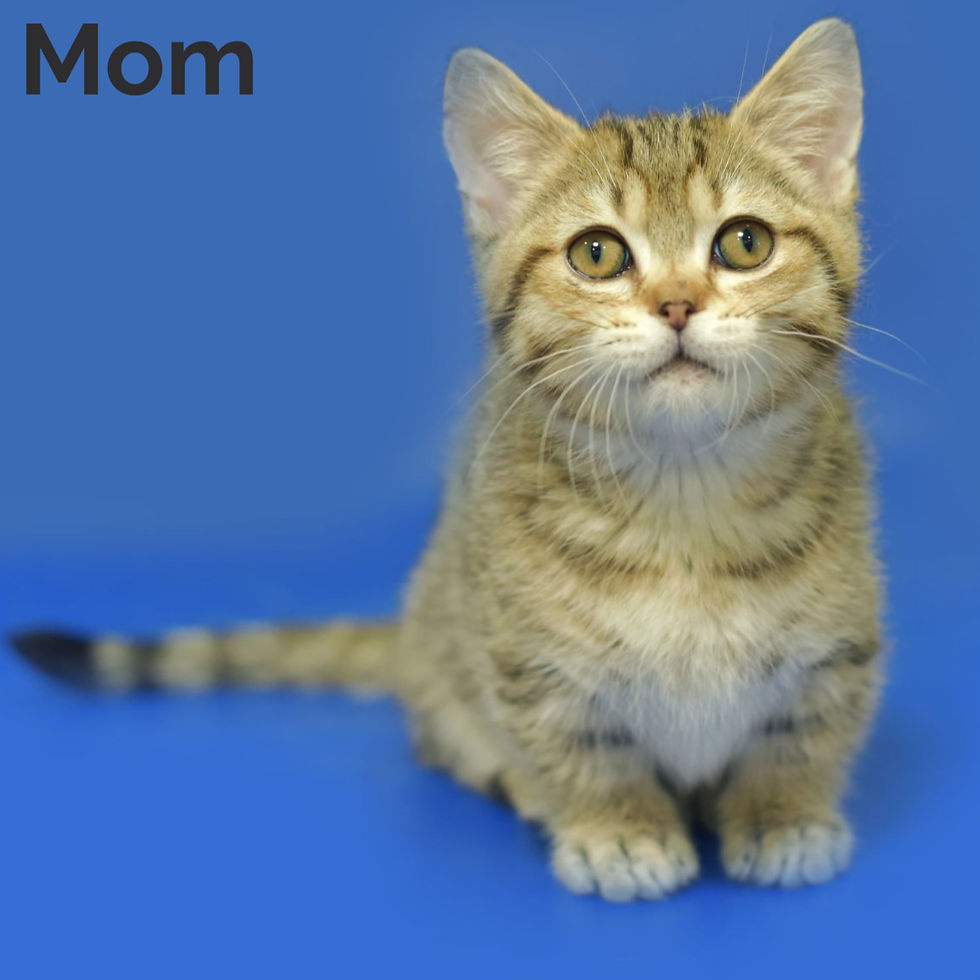 Thumbnail: 281 Kai (U) Munchkin shorthair male kitten