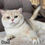 Thumbnail: British shorthair