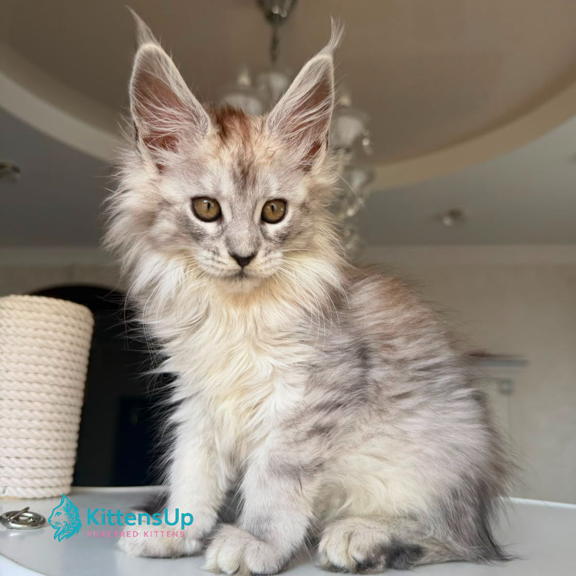 Maine Coon