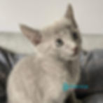 Russian blue
