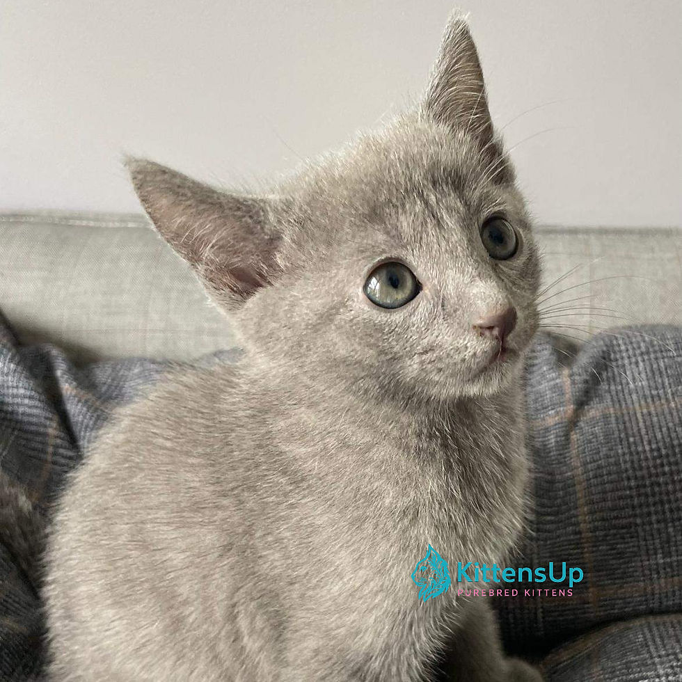 Russian blue