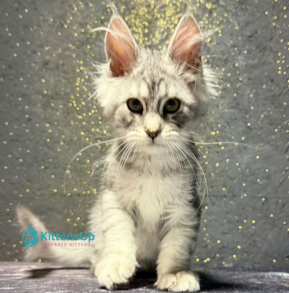 Maine Coon