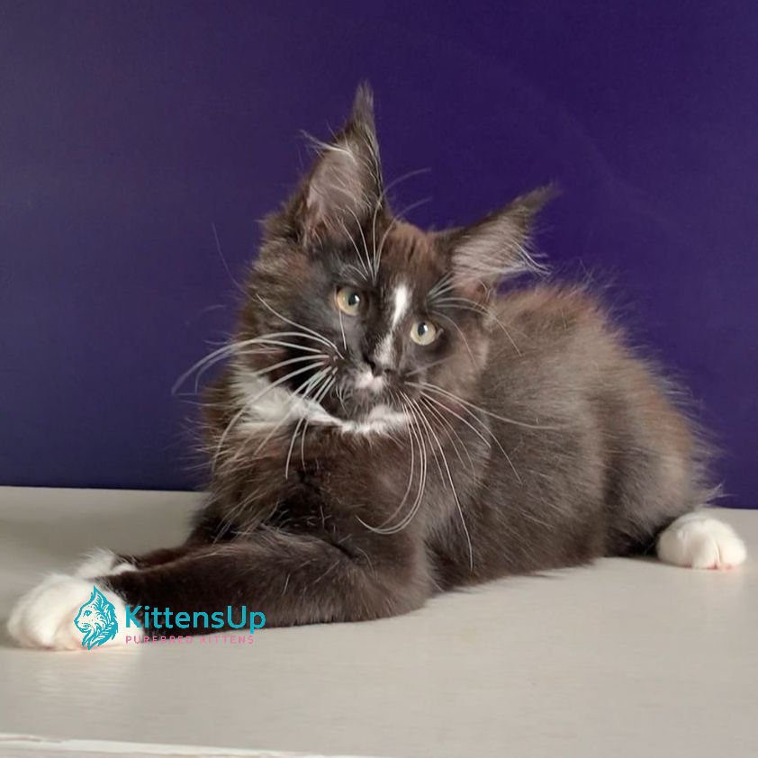 Maine Coon