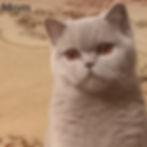 Thumbnail: British shorthair