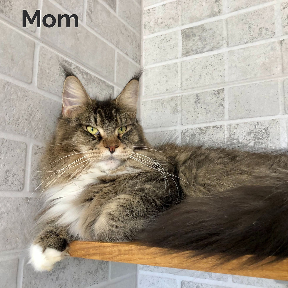 Thumbnail: Maine Coon