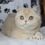 Thumbnail: 214 Yahoo (U) British shorthair male kitten