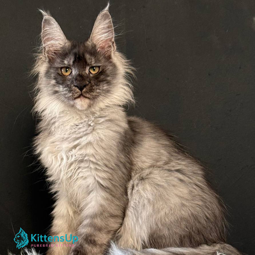 Maine Coon