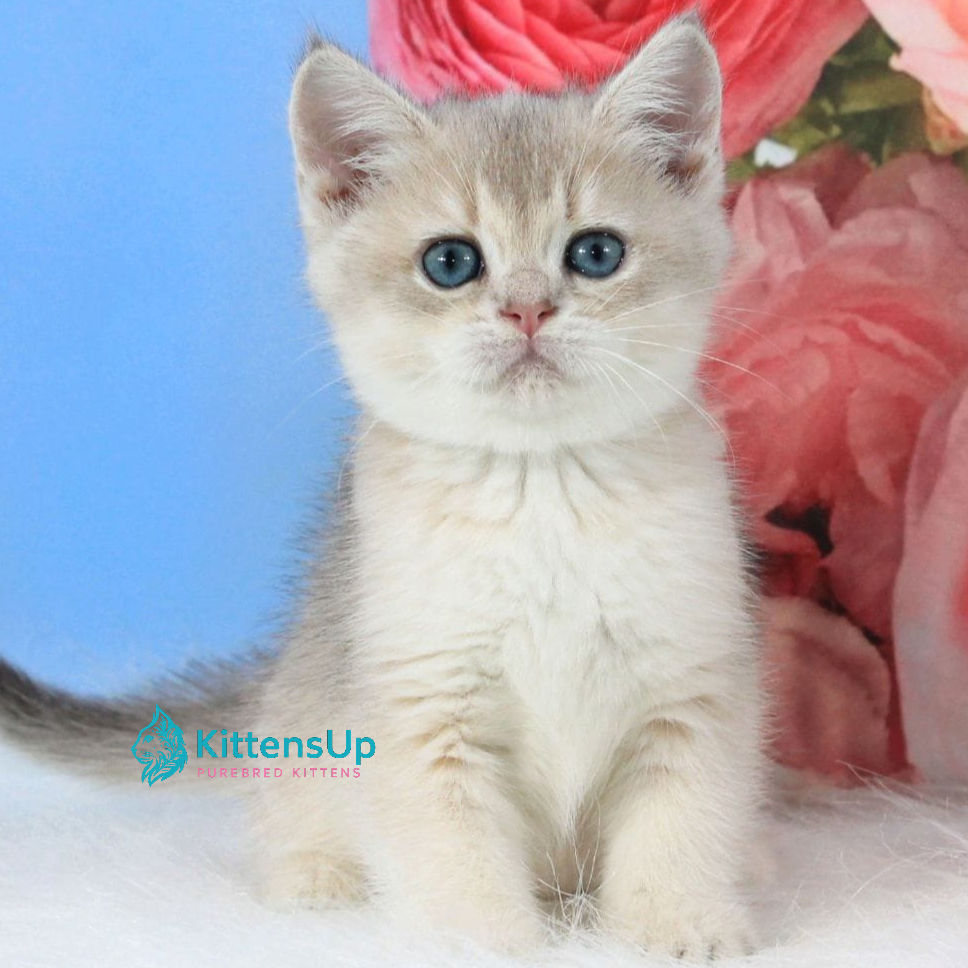 British shorthair