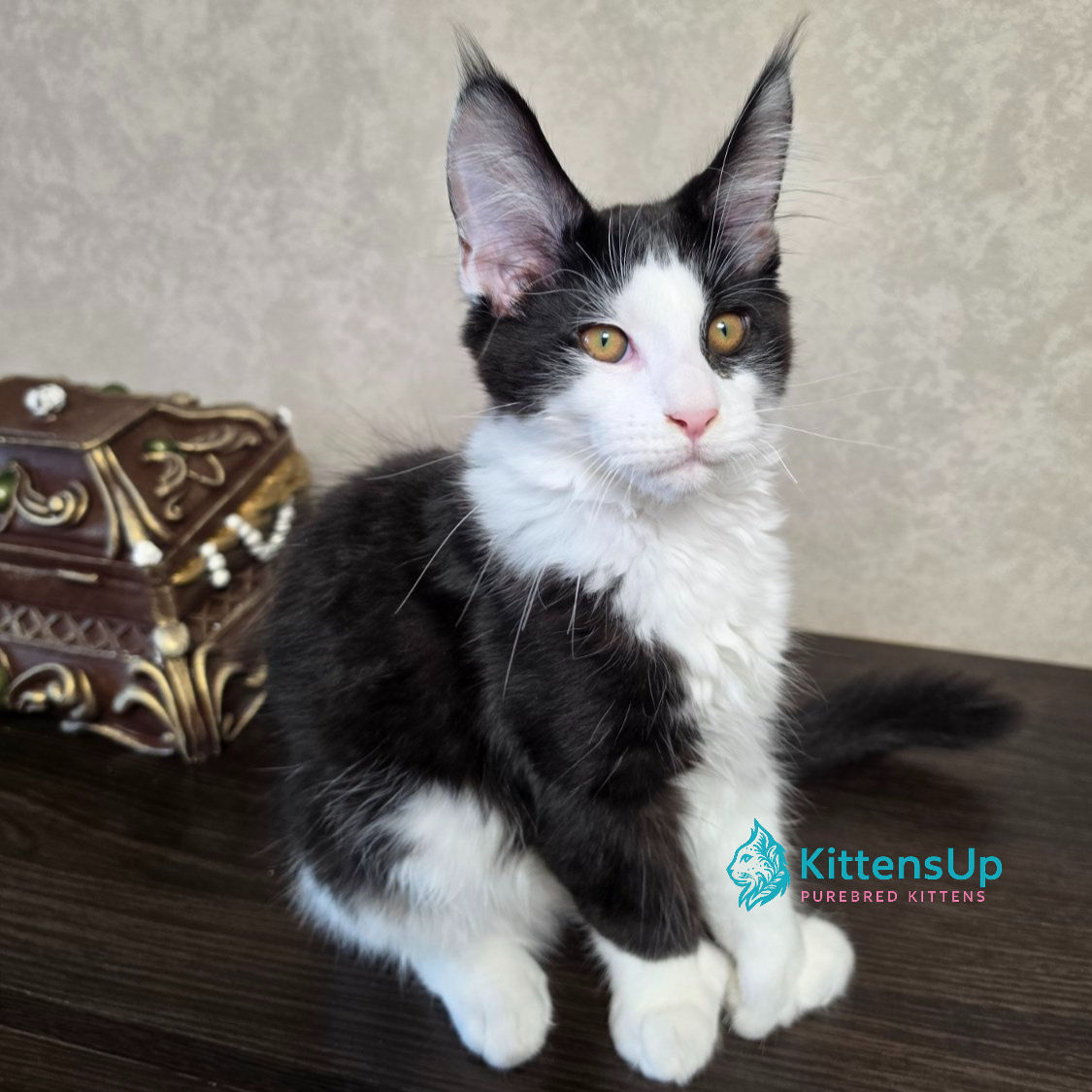 Maine Coon