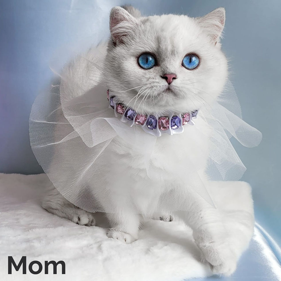 Thumbnail: British shorthair