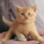 Thumbnail: British shorthair