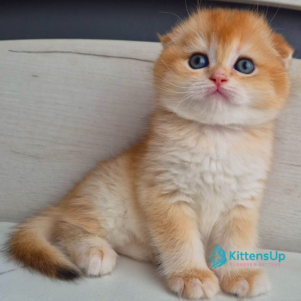 Scottish fold