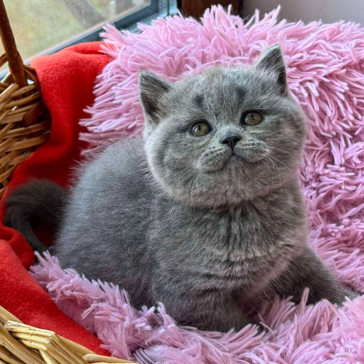 500 Yasia (U) Scottish Straight shorthair female kitten
