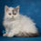 Thumbnail: Selkirk Rex