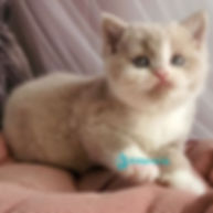 British shorthair