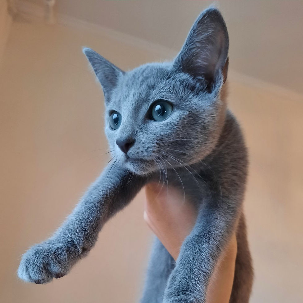 Thumbnail: 469 Martin (M) purebred Russian blue male kitten
