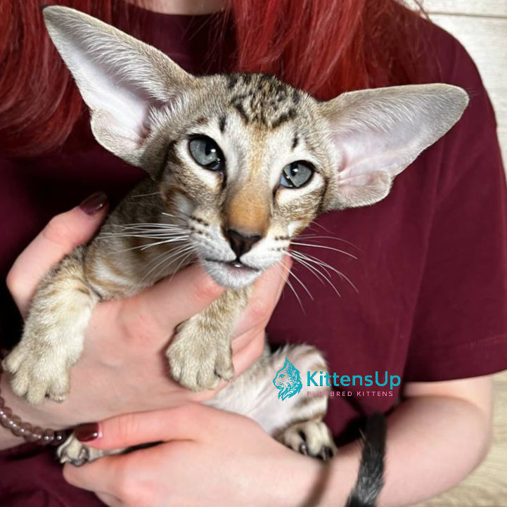 Thumbnail: 547 Niall (U) Oriental male kitten