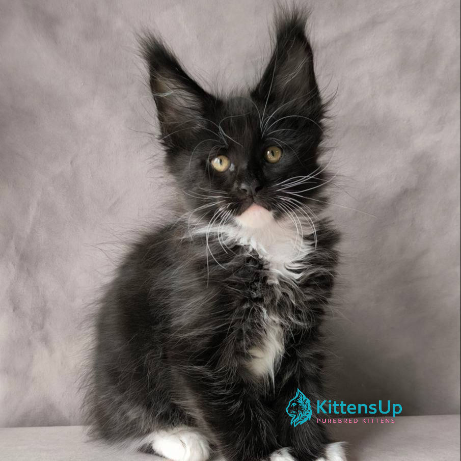 Maine Coon