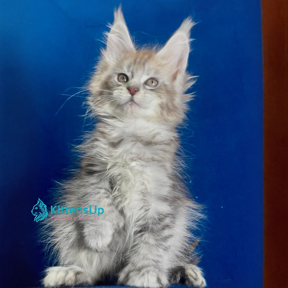 Maine Coon