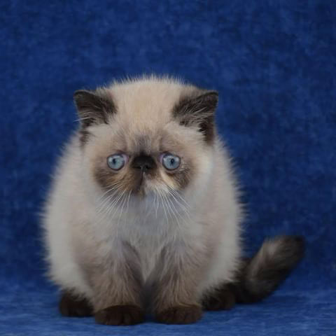 Thumbnail: 019 J`Adore (U) Exotic shorthair female kitten