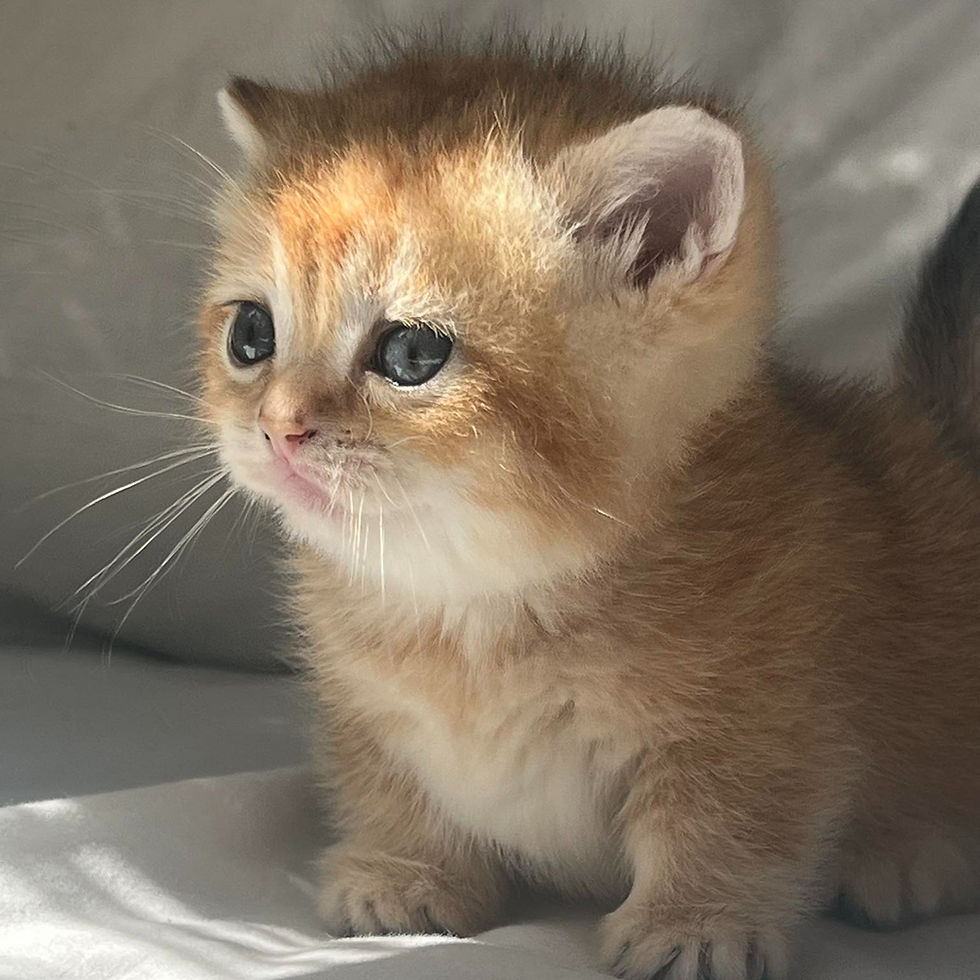 Thumbnail: 196 Lana (U) Munchkin shorthair female kitten