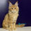 Thumbnail: Maine Coon