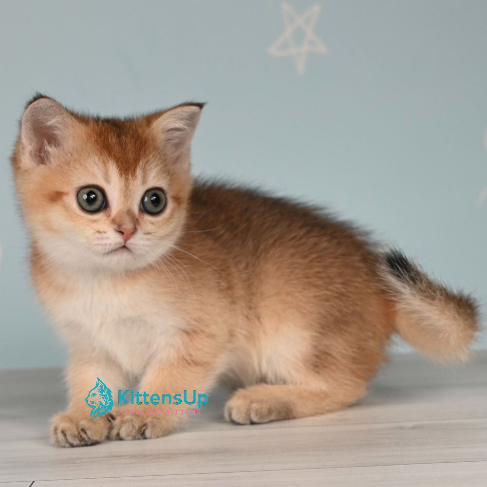397 Cassiopeia (U) Scottish Straight shorthair female kitten