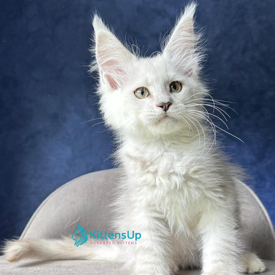 Maine Coon