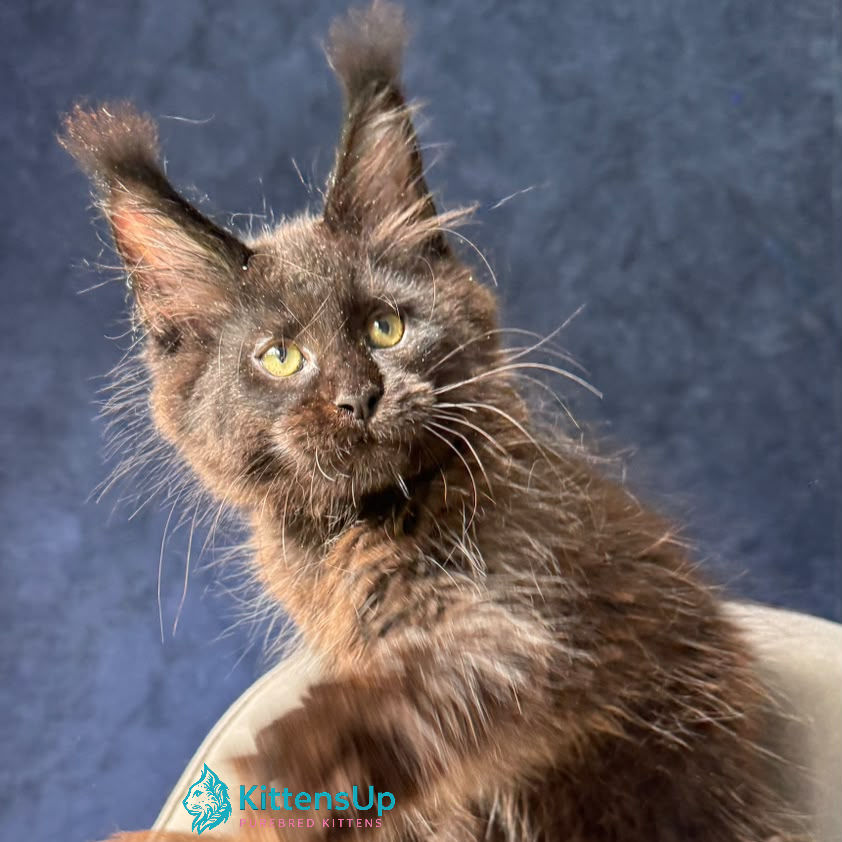 Maine Coon