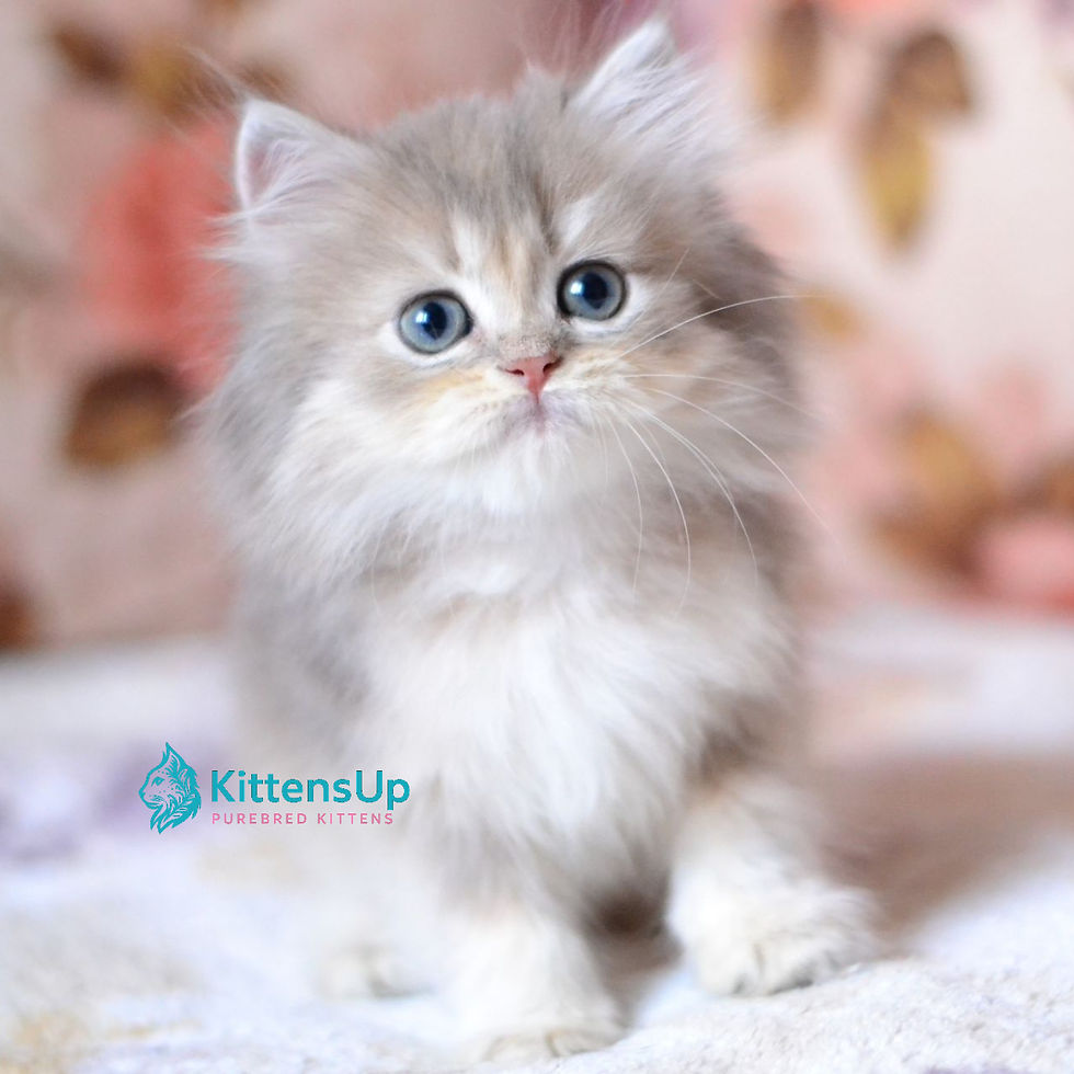 British longhair