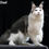 Thumbnail: Maine Coon