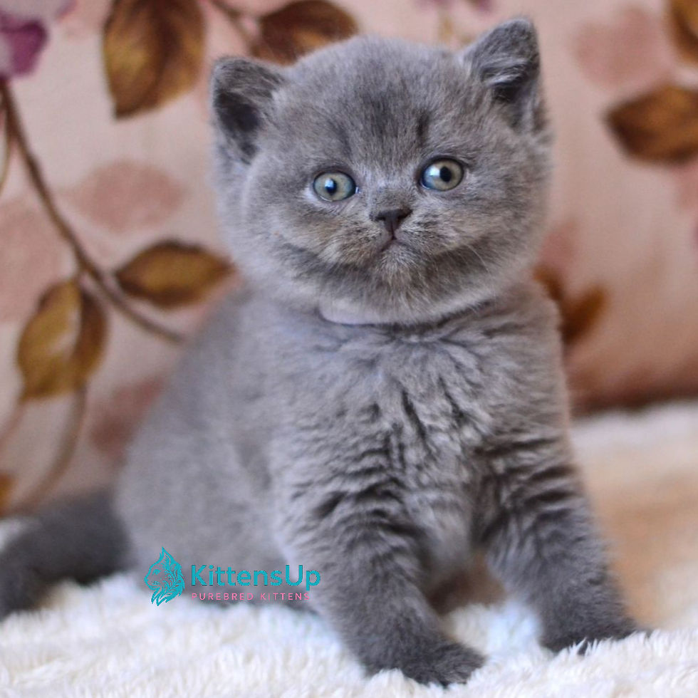 Thumbnail: British shorthair