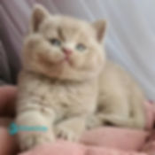 British shorthair