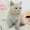 Thumbnail: 933 Seba (PL) British shorthair male kitten