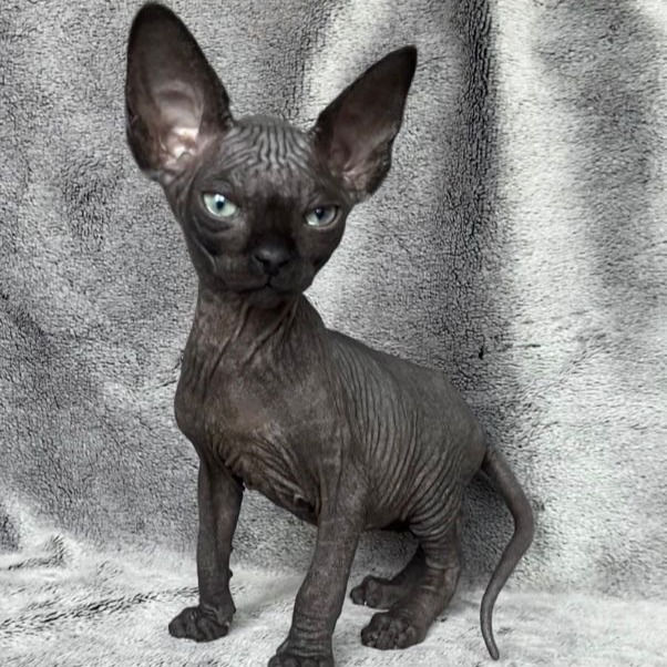 Thumbnail: 737 Theis (R) Female Sphynx Kitten