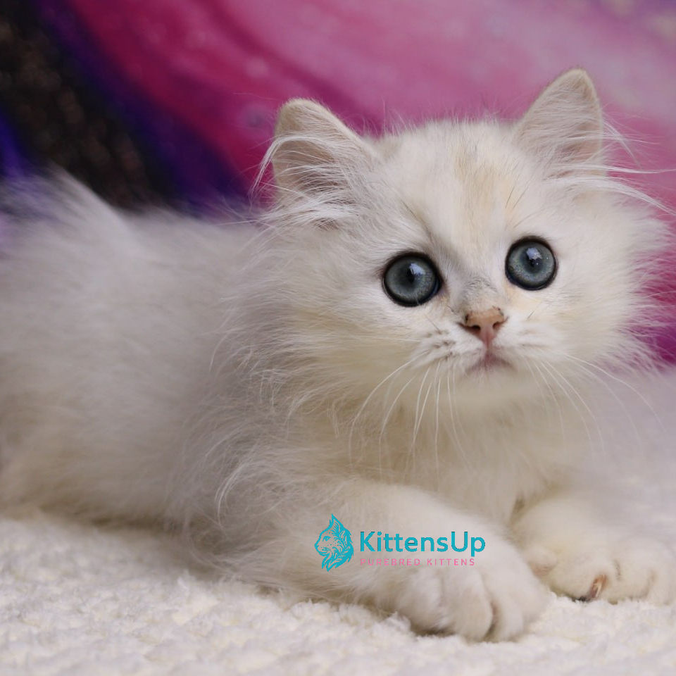 Thumbnail: British longhair