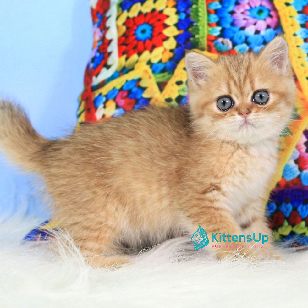 British shorthair