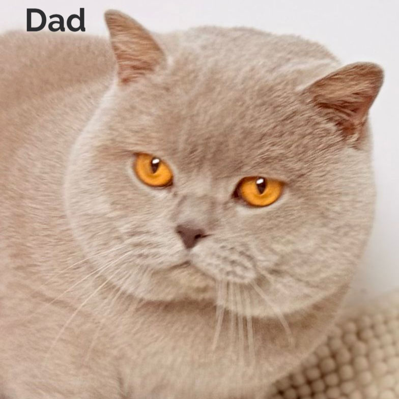 Thumbnail: 404 Gina (PL) British shorthair female kitten